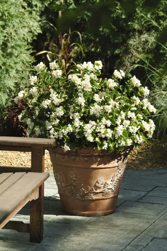 Begonia Baby Wing White Seeds